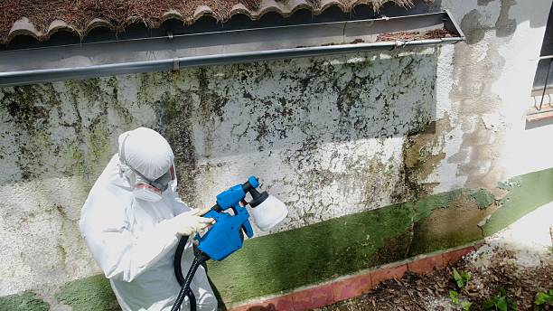 Top rated local Attic Mold Remediation specialists in Ellenton, FL